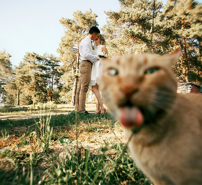 funny-wedding-photobombs-154-5a017953cec