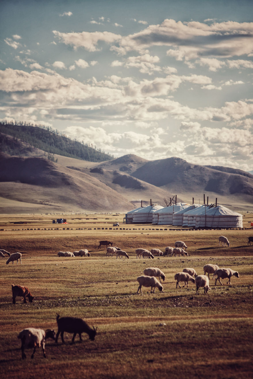 Mongolia Tatlisi