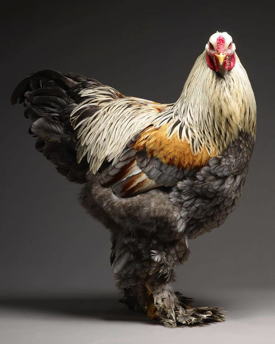 Самая красивая курица в мире фото
