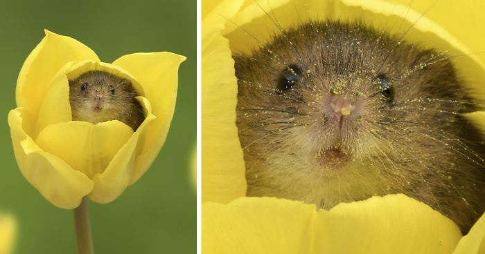 cute-harvest-mice-in-tulips-photography-miles-herbert-fb14__700-png.jpg