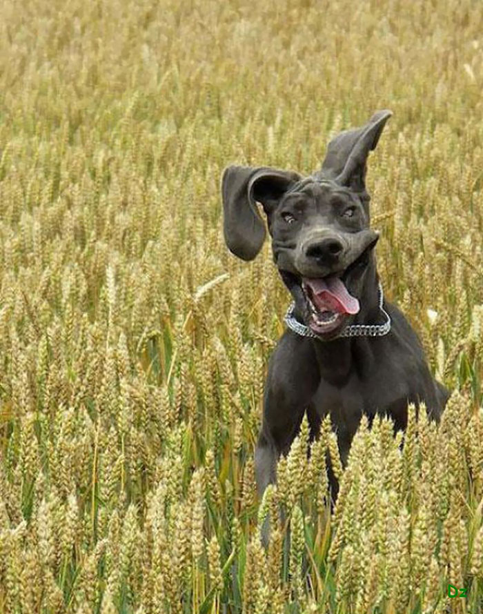 The Noble Great Dane.