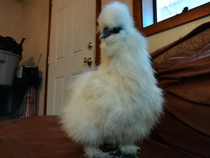 Gallina sedosa del japón