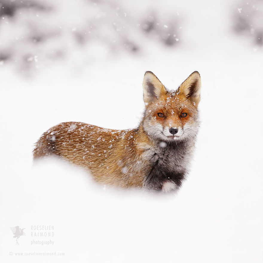Fox them. Снежная лиса. Лиса в снегу. Дикая лиса зимой. Чернобурка в снегу.