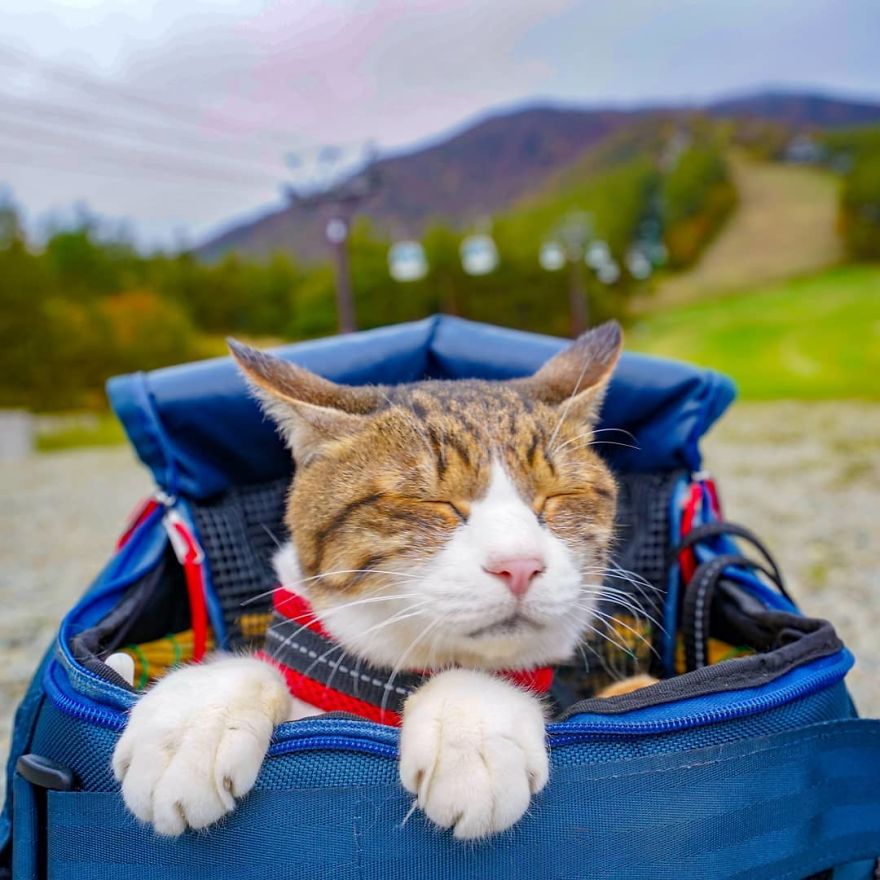 Traveling cats. Кошки путешественники. Кот путешественник. Кот путешествует. Коты в путешествиях.