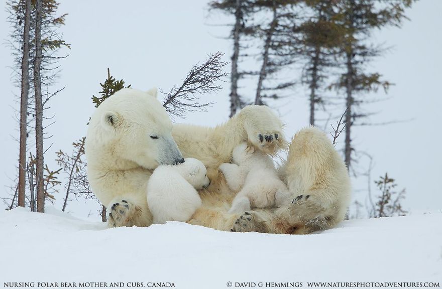 Белый медведь с медвежонком фото I Photographed Amazing Polar Bears And Cubs In The Wild Bored Panda