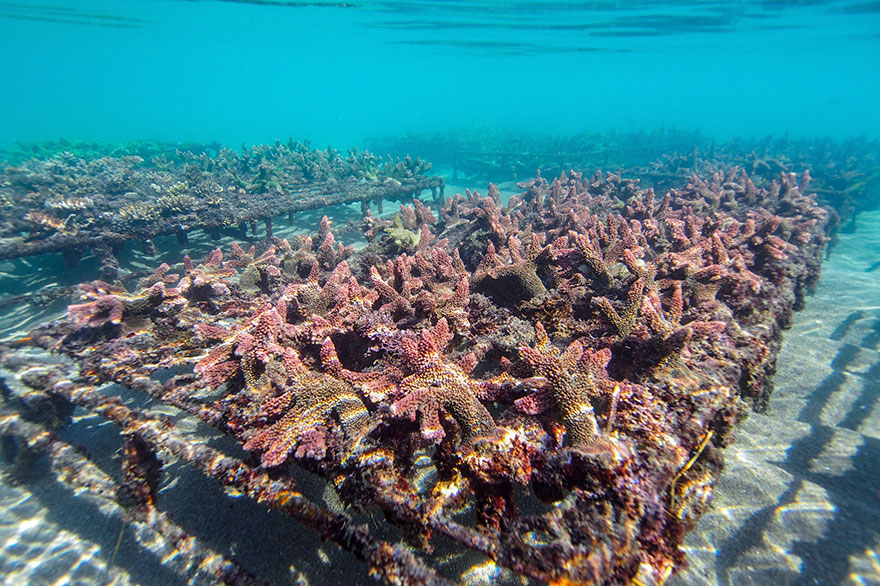 Largest ocean. Fragmentation Coral.