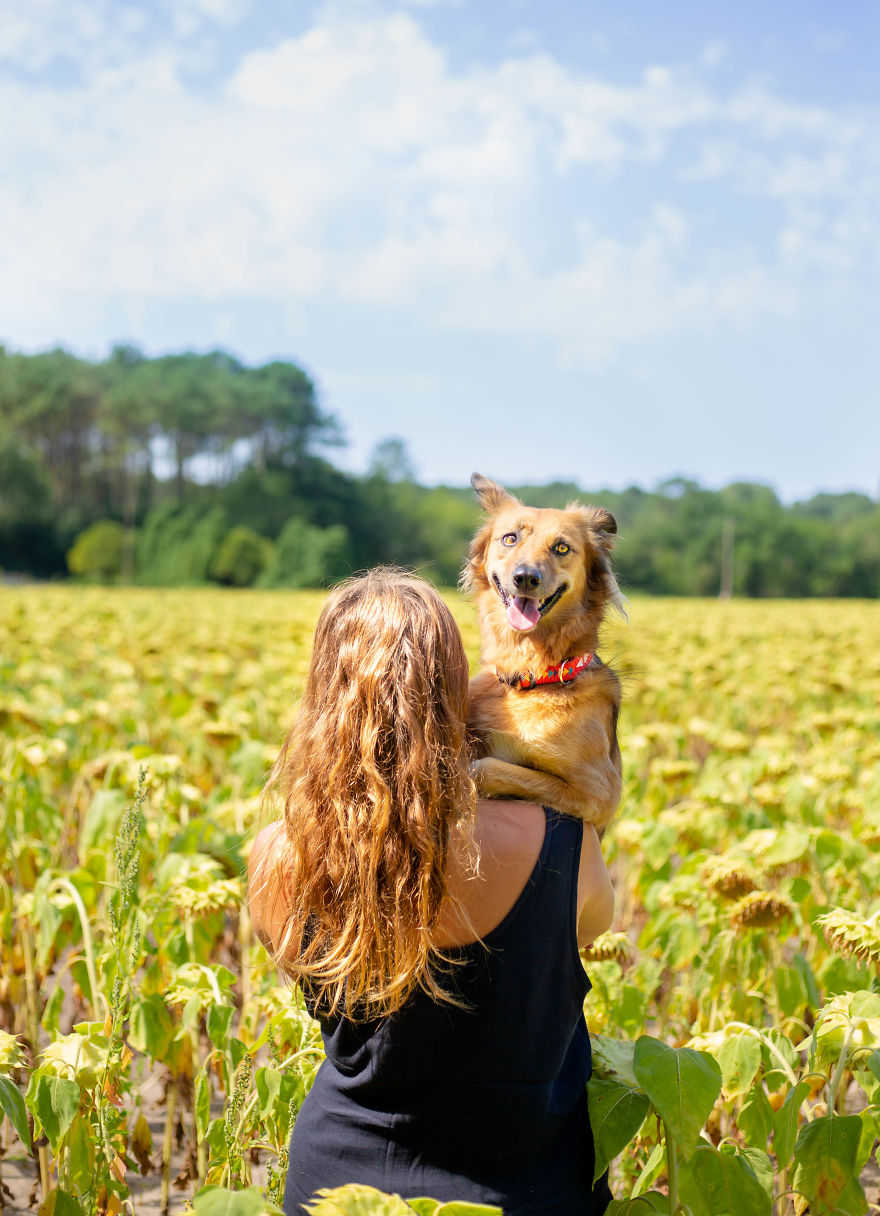 Feel i dog. Прогулка с собакой. Фотосессия в подсолнухах идеи для девушки.