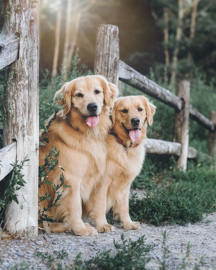 Two golden. Lizziebear.