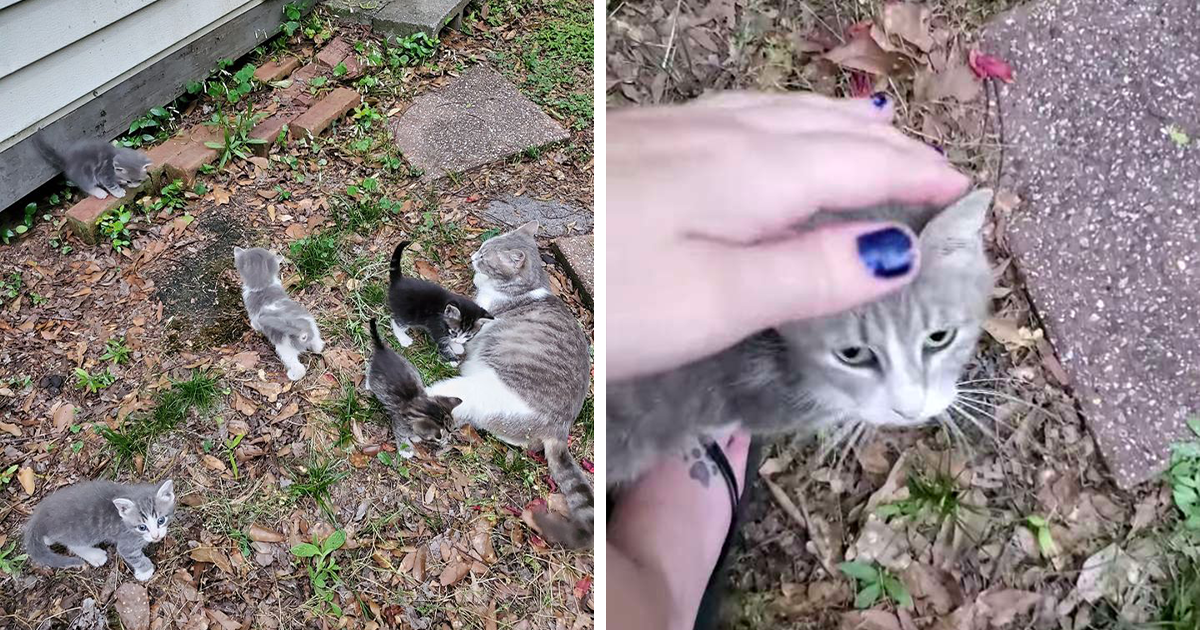 Видео спроси у кошечки. Кошка привела кота. Кошка просит помощи. Stray Cat brings her Kittens to Family who helped her and gave her food. Feed me a Stray Cat.