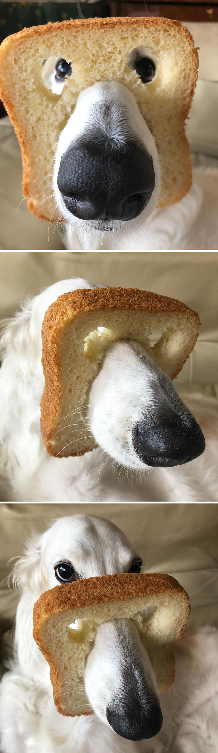 funny-animals-stuck-in-bread-7-5ee75fea4ed2e__700.jpg