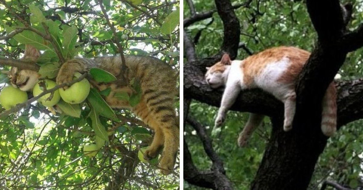 Спящее дерево. Кот на яблоне. Кот спит на дереве. Спать на дереве. Спящий котик на дереве.