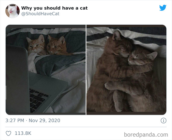 Why are you bored. Инструкция как завести кота. @Shouldhavecat twitter.