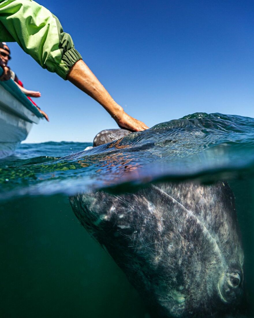 Grey whales often