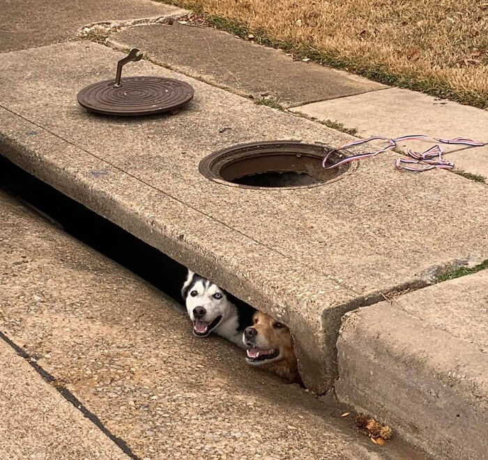 These Derps Got Stuck In A Storm Drain. I Don’t Think They’re Worried