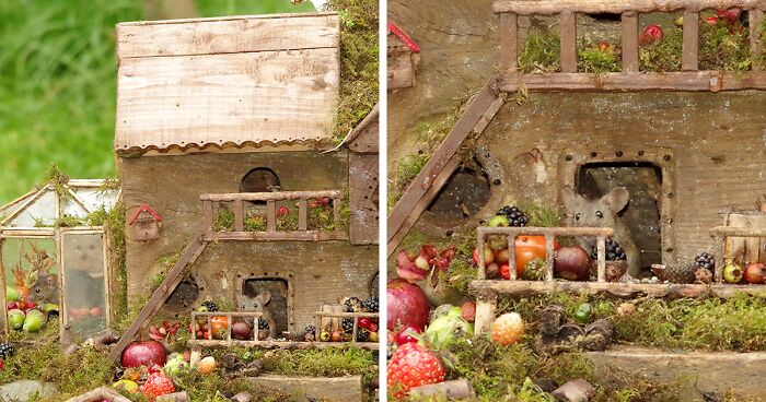 I Created A Little World For Mice To Live In, And Life Is Booming (30 Pics)