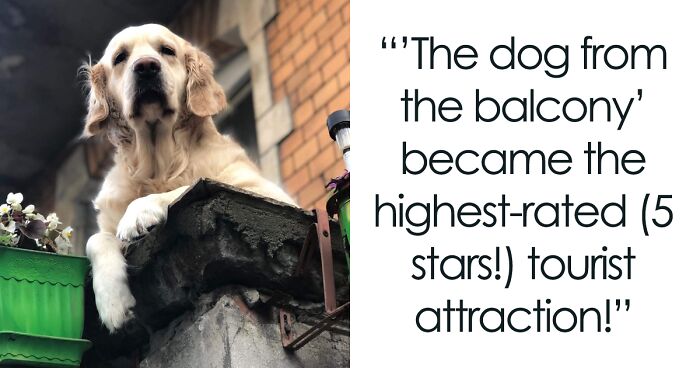 “The Dog From The Balcony”: Golden Retriever In Gdansk Became A Local Attraction For Tourists