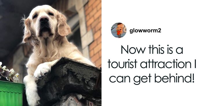 This Golden Retriever On A Balcony Became The No.1 Tourist Attraction In Gdansk