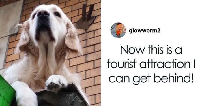 Golden Retriever Hanging Out On Its Balcony Became The Most Popular Tourist Attraction In Gdansk