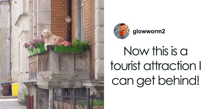 Golden Retriever Hanging Out On Its Balcony Became The Most Popular Tourist Attraction In Gdansk