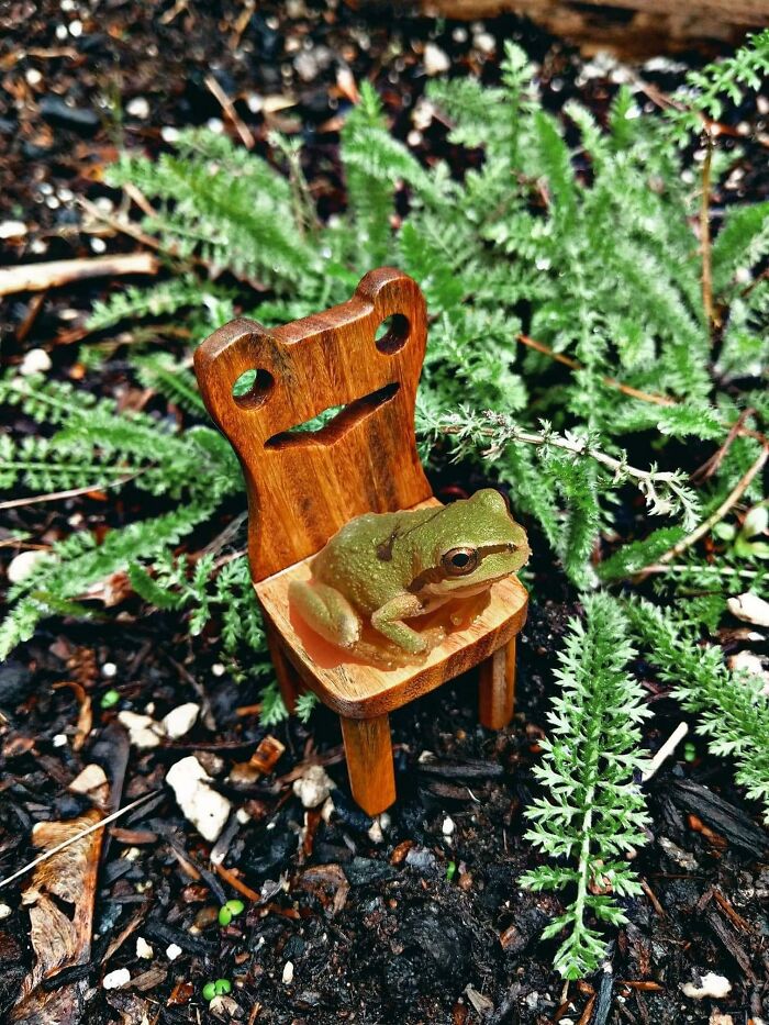 Froggy In A Chair