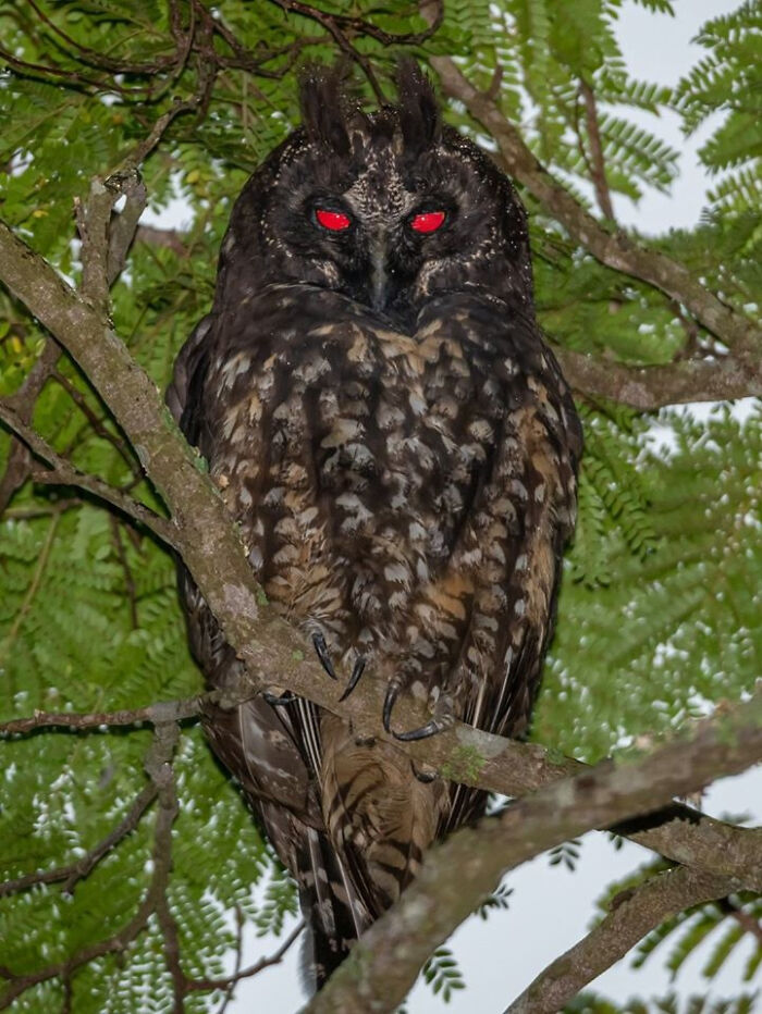 Stygian Owl Is Known For The Red Reflection Of Their Eyes That Are Often Associated With The Devil