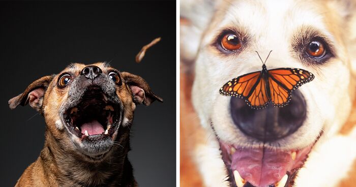 I Photograph Senior Pets So Their Memory Lives On In The Photos (30 Pics)