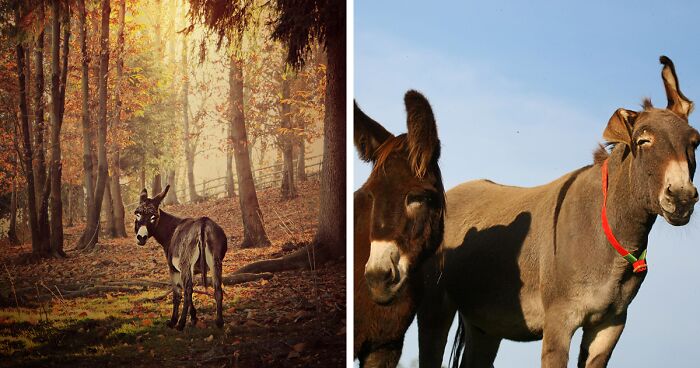 I Photograph Rescued Donkeys To Show How Beautiful They Are (50 Pics)