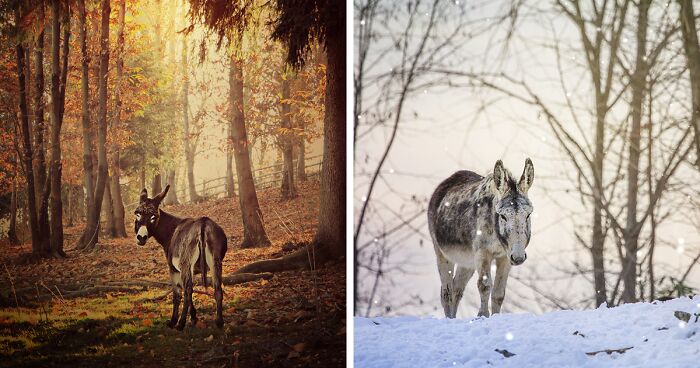 I Work At A Donkey Sanctuary Where I Photograph Their Beauty And Cuteness (30 Pics)