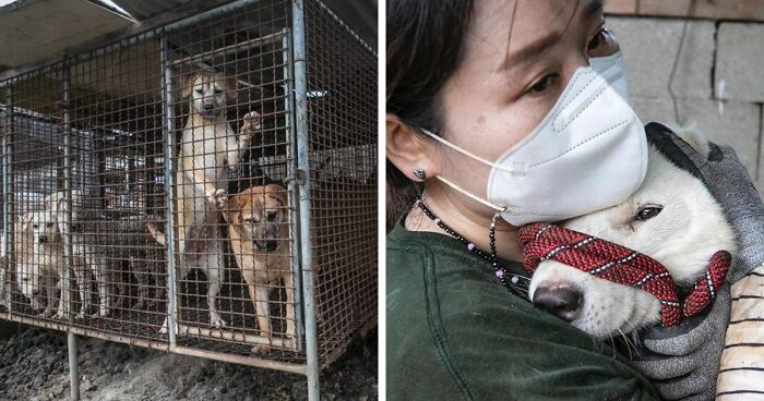 Over 70 Dogs That Were Saved From A Meat Farm In South Korea Are Now Safe And Looking For Their Forever Home