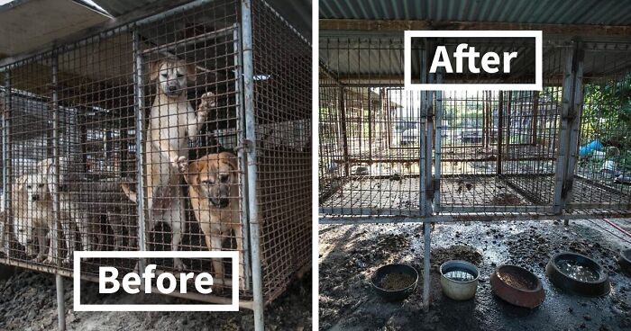 Humane Society International Saves Over 70 Dogs That Were Destined For Meat Consumption