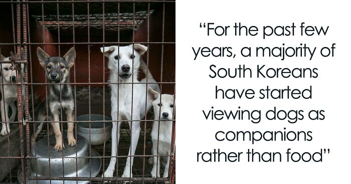 Over 70 Dogs Get Another Chance At Life After Being Saved From A Meat Farm In South Korea