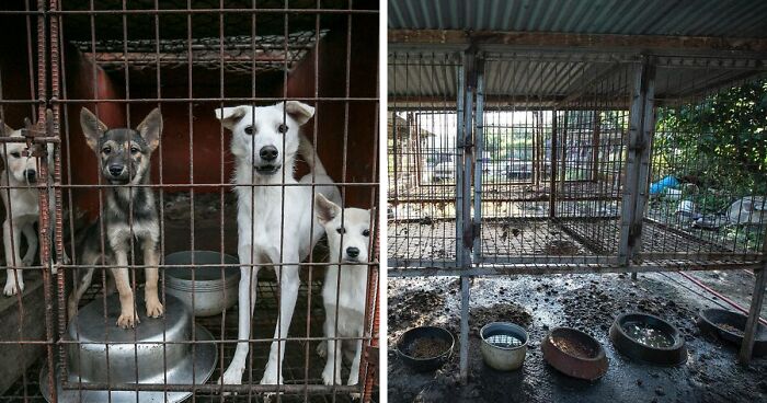 Dogs Experience Care And Love For The First Time After Being Saved From A Meat Farm