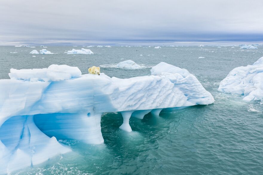 Polar Bear Hunting By Florian Ledoux (Highly Commended In Wildlife Category)