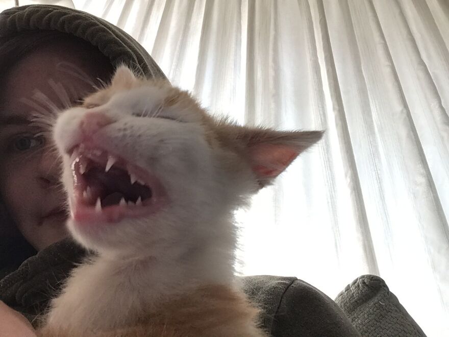 My Cat Yawned