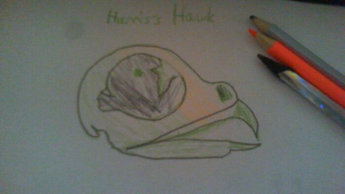 Harris's Hawk (I Did It Multicolor For Some Reason)