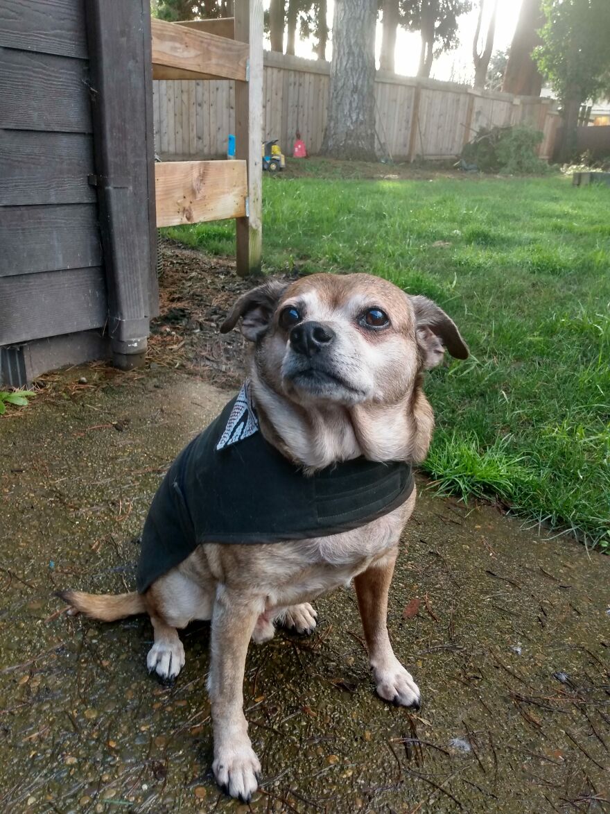 My Senior Dog With Attitude-Buster Boi