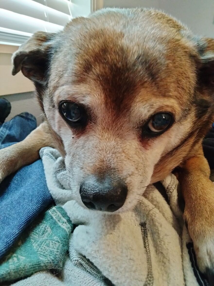 My Senior Dog With Attitude-Buster Boi