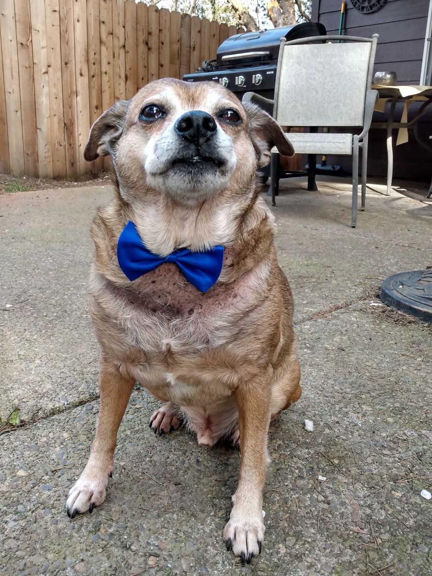 My Senior Dog With Attitude-Buster Boi