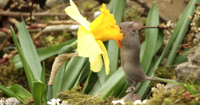 I Created A Tiny Mouse Village In My Garden, And Life Seems To Be Booming (30 Pics)