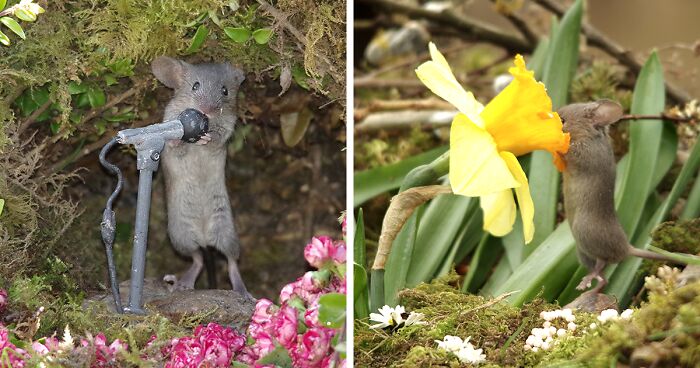 I Built A Tiny Village For Mice In My Garden, And I Photograph Their Daily Lives There (30 Pics)