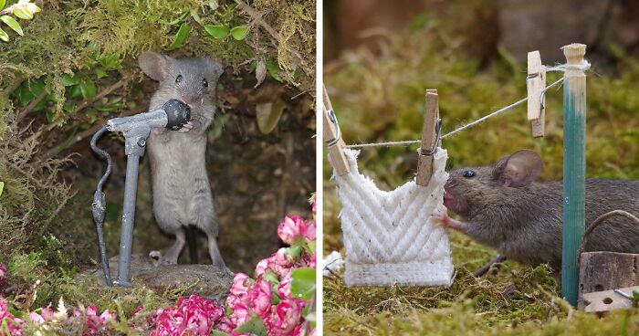 I Built A Little World In My Garden For Mice To Live In, And They're Thriving (30 Pics)