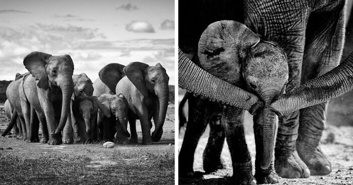 My 13 Photos Of An Elephant Family Protecting Their Newborn Baby