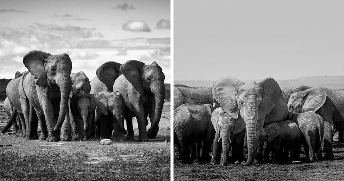 I Captured A Special Moment Of An Elephant Family Protecting Their Newborn Baby, And Here Are 13 Of The Best Photos