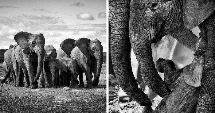 This Elephant Family Was Protecting Their Newborn Baby And I Captured This Special And Sweet Moment Between Them (13 Pics)