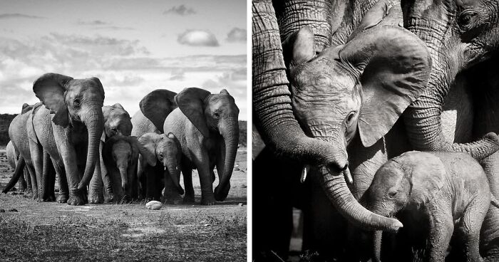 I Captured A Moment When One Bull Elephant Was Trying To Separate A Baby From Its Mother And The Whole Elephant Family Stood Up To Protect It (13 Pics)