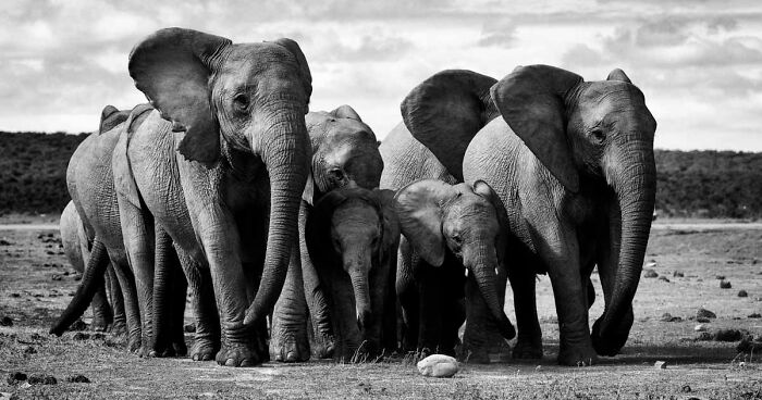 I Captured A Special Moment Of This Elephant Herd Protecting Their Newborn Baby, And Here Are 13 Of The Best Photos