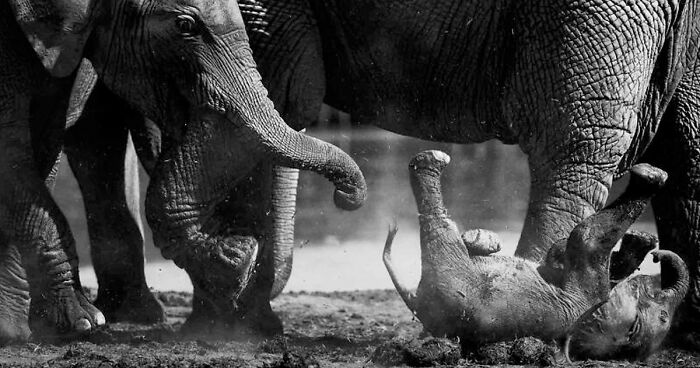 I Captured A Moment When One Bull Elephant Was Trying To Separate A Baby From Its Mother And The Whole Elephant Family Stood Up To Protect It (13 Pics)