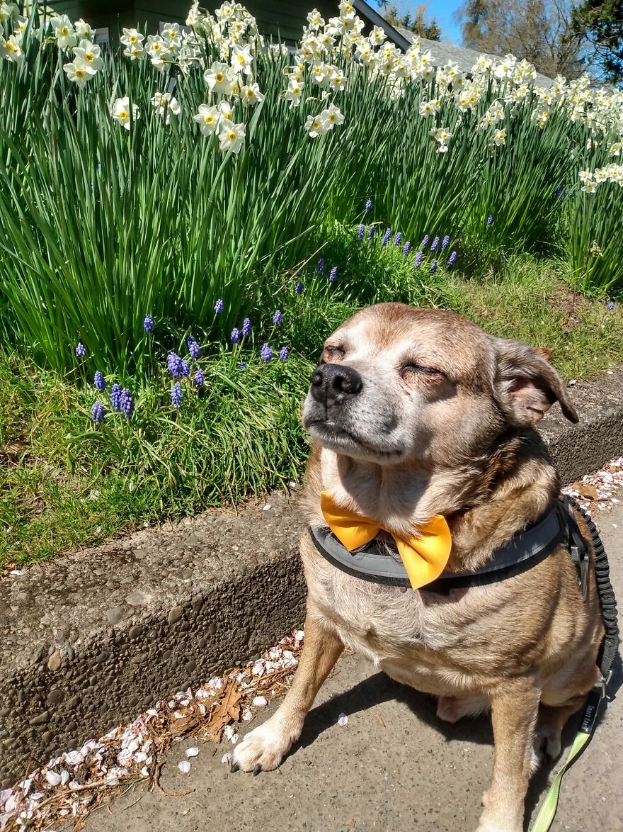 My Senior Dog With Attitude-Buster Boi