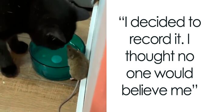 Guy Gets To Witness How His Cat Befriends A Mouse