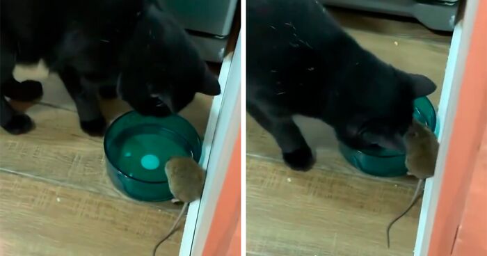 Guy Finds His Cat Making Friends With A Mouse And The Video Goes Viral